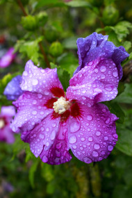 Stock Image: Purple Hibiscus flower