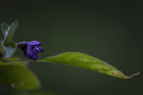 Stock Image: purple hungarian chili flower