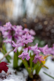 Stock Image: Purple Hyacinth flowers in Snow