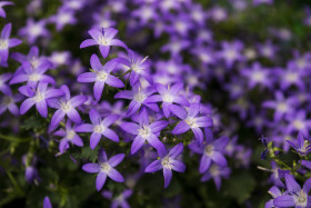 Stock Image: purple hyacinths flowers