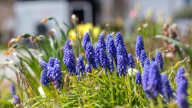 Stock Image: Purple hyacinths in a garden in spring
