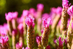 Stock Image: Purple Lavender