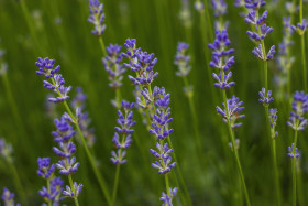 Stock Image: purple lavender flowers field blooming