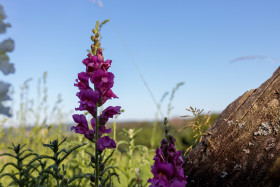 Stock Image: Purple Lupinus