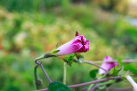 Stock Image: Purple Morning glory Flower