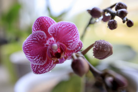 Stock Image: Purple orchid flower