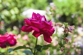 Stock Image: Purple Rose in a Garden