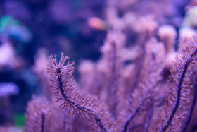 Stock Image: Purple sea anemone