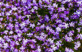Stock Image: purple sea of flowers