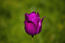 Stock Image: purple tulip