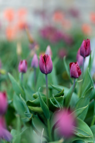 Stock Image: Purple tulip