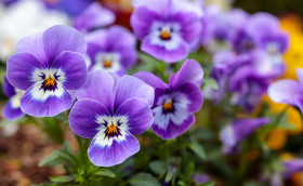 Stock Image: Purple Viola Flowers