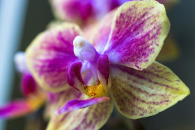 Stock Image: purple yellow orchids blossom macro