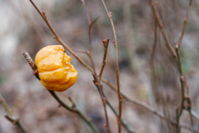 Stock Image: putrid orange quince on the bush in winter