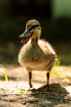 Stock Image: Quacking little duckling