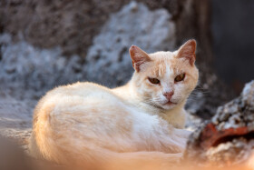 Stock Image: Quiet Contemplation: White Street Cat Relaxing on the Terrace of an Abandoned House