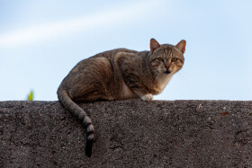 Stock Image: Quirky Charm: Street Cat with Crooked Tooth Perched on a Wall