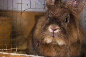 Stock Image: rabbit breaks out of cage