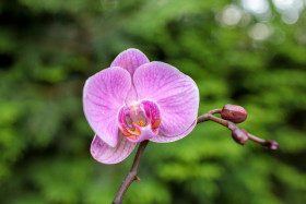 Stock Image: Radiant Pink Orchid Flower