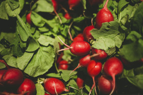 Stock Image: radish background