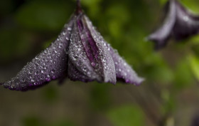 Stock Image: rain wet bloom
