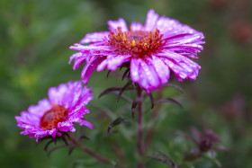 Stock Image: Rain wet Blooming Pink Aster Flowers