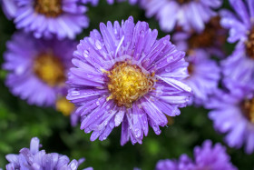 Stock Image: Rain wet Blooming Purple Aster Flowers