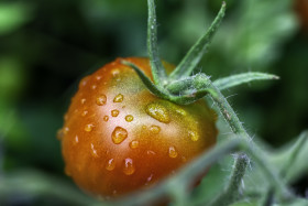 Stock Image: rain wet red tomato - macro background