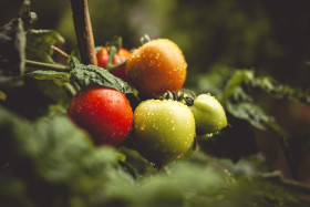 Stock Image: rain wet tomatoes in the garden