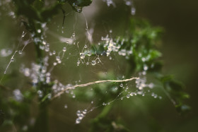 Stock Image: raindrops caught in a cobweb spiderweb