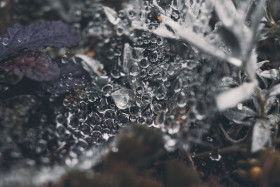 Stock Image: raindrops on a spiderweb