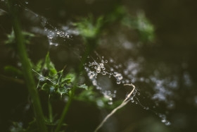 Stock Image: raindrops on a spiderweb with green bokeh background