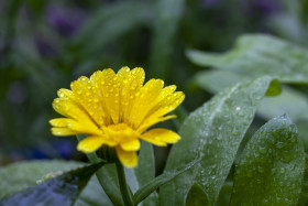 Stock Image: raindrops on a yellow daisy flower
