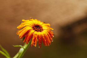Stock Image: raindrops on a yellow daisy flower after rain