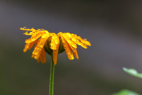Stock Image: raindrops on a yellow flower - daisy flowers in rain