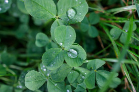 Stock Image: Raindrops on clover