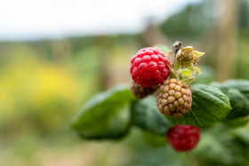 Stock Image: Raspberries on the bush