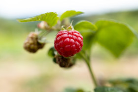 Stock Image: Raspberry ripens in the sun