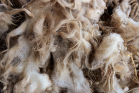 Stock Image: Raw Sheep Wool