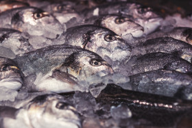 Stock Image: raw uncooked gutted sea bream or dorado fish on ice