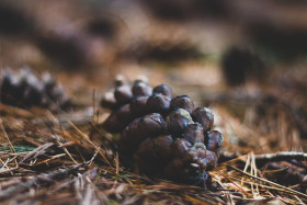Stock Image: real american pine cones with nice bokeh