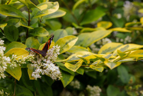 Stock Image: Red Admiral Butterfly