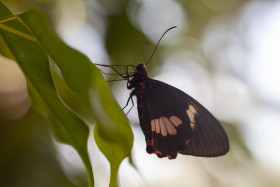 Stock Image: Red and black butterfly