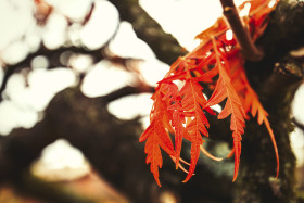 Stock Image: red autumn leaves at the tree
