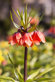 Stock Image: red bellflower in spring
