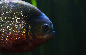 Stock Image: Red-bellied piranha, Pygocentrus altus