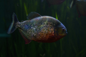 Stock Image: Red-bellied piranha, Pygocentrus altus, danger fish in the water with green water vegetation.