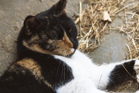 Stock Image: red black white cat