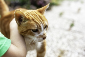 Stock Image: red cat enjoys petting