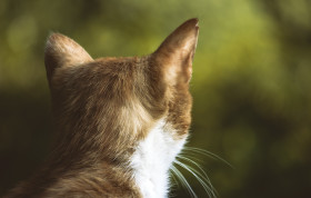 Stock Image: red cat from behind